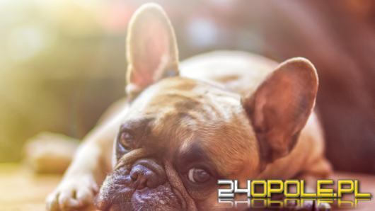 Fundacja Viva! krytycznie o propozycjach zmian w przepisach dotyczących zwierząt