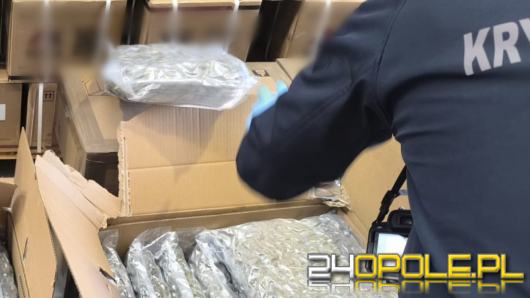 Policjanci zabezpieczyli marihuanę wartą 2,5 miliona złotych