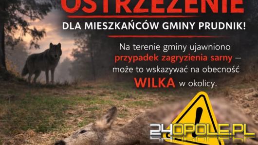 Ostrzeżenie w gminie Prudnik. Znaleziono zagryzioną sarnę, możliwa obecność wilka