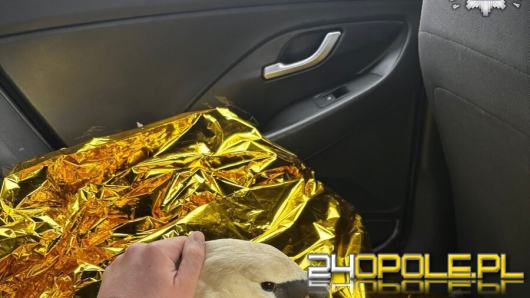 Nietypowa interwencja drogówki - łabędź uwięziony w ogrodzeniu