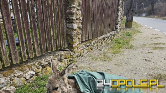 Namysłów: Policjanci pomogli rannym sarnom. Zwierzęta trafiły do azylu