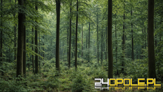 Zwłoki psa w lesie pod Brzegiem. Na posesji kolejne zwierzęta i narkotyki