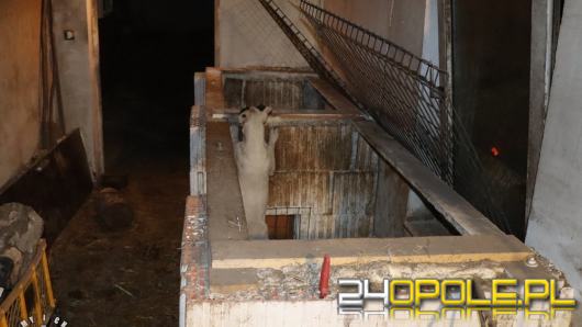 Zwierzęta w fatalnych warunkach, narkotyki i broń. 37-latek z Brzegu przed sądem