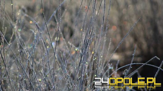 Przymrozki w regionie. IMGW wydał ostrzeżenie dla trzech powiatów