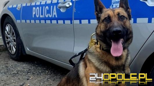 Wagat zasilił szeregi głubczyckiej policji. Nowy pies już w służbie