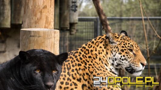 Piękna para w opolskim zoo. Jaguary Yana i Yuma razem