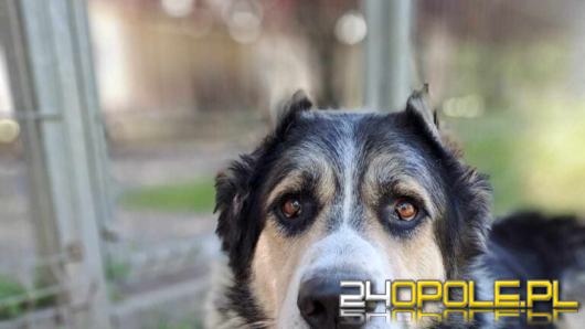 "Pomóżcie mi ocalić życie Hałka". Schronisko odpowiada na zarzuty byłej wolontariuszki