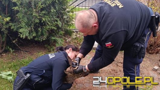 Koziołek utknął na posesji w Kluczborku. Pomogli policjanci i strażnicy miejscy