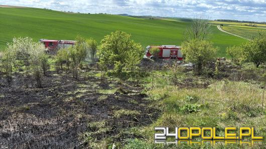 Pożar traw przy ul. Dolinskiej. Strażacy interweniowali w Strzelcach Opolskich