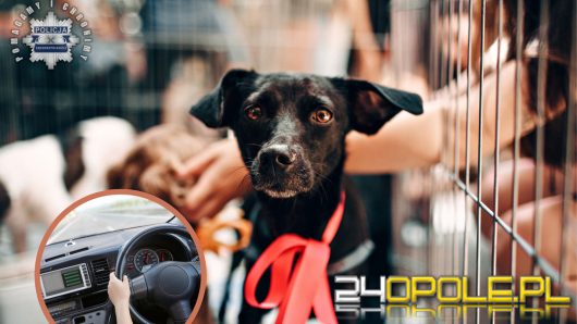 Przyjechał adoptować psa - miał ponad 2 promile