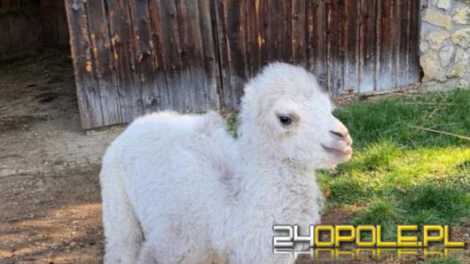 Narodziny białego wielbłąda. Opiekunowie walczą o jego zdrowie