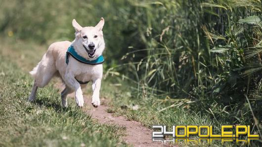 Niskokaloryczne smaczki dla psa - na co zwrócić uwagę przy wyborze?