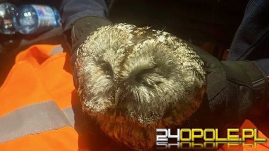 Policjanci wspólnie ze zgłaszającym pomogli rannej sowie