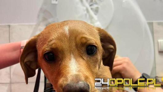 Dzieci miały znęcać się nad szczeniakiem. "Każdy ruch sprawia mu cierpienie"