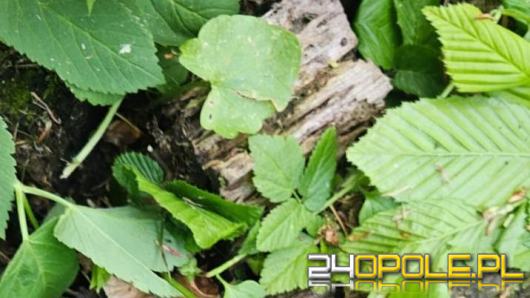 Wielu bierze go za węża i próbuje przepędzać. Tymczasem jest pod ochroną i pomaga człowiekowi