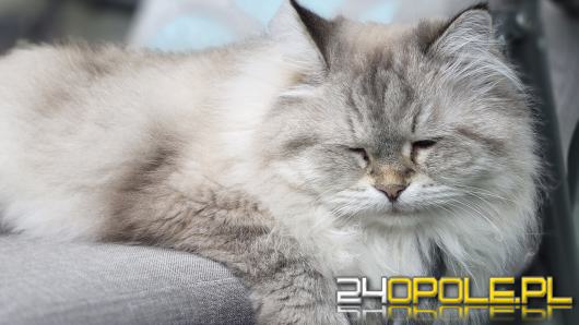 "Podatek od kota" wraca jak bumerang. Kiedy trzeba go zapłacić?