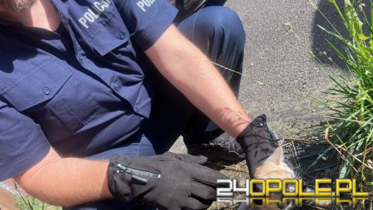 Kędzierzyn-Koźle. Kotek utknął pod autem, pomogli policjanci