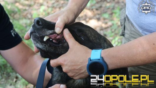 Opolscy policjanci szkolili się z pierwszej pomocy przedmedycznej psów