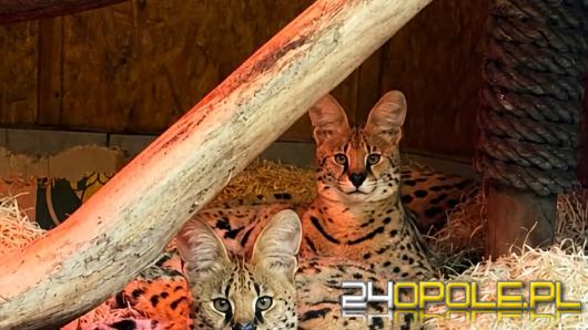 Talinka zamieszkała w opolskim zoo. Samica dołączyła do Lucka