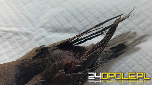 Jerzyki umierają przez niewłaściwą "pomoc"