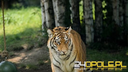 Pierwsze urodziny Tundry i Tajgi oraz nowe działania na rzecz ochrony zwierząt