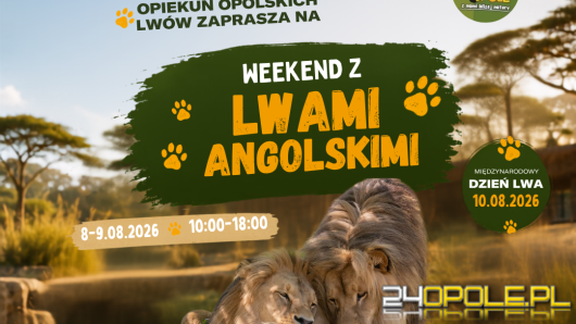Weekend z lwami angolskimi w opolskim zoo. Atos i Portos w roli głównej