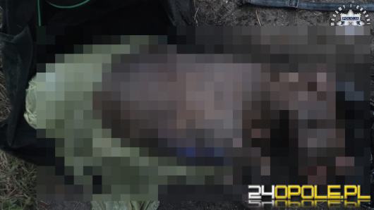 Policja prosi o pomoc w indentyfikacji psa i ustaleniu właściciela. Uwaga, drastyczne zdjęcia.18+