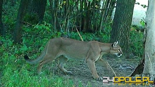 Puma na wyspie Bolko? Policja wyjaśnia zgłoszenie z okolic zoo