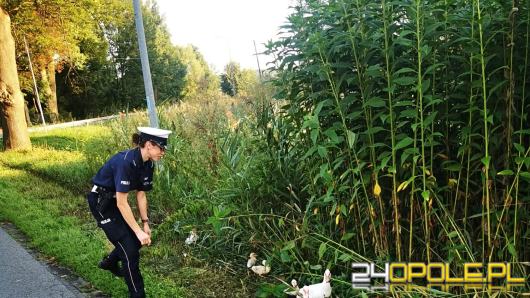 Kacza rodzina spacerowała po jezdni. Interweniowali namysłowscy policjanci