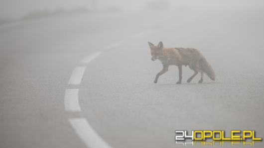 Zwierzę wybiegło na drogę: kto odpowiada za skutki zderzenia i co trzeba udokumentować?