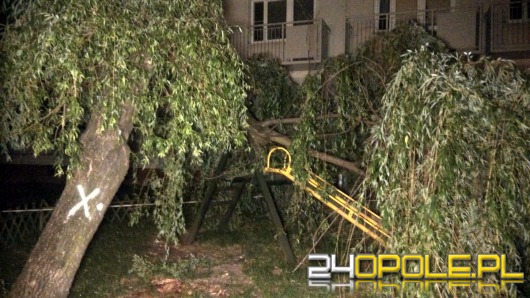 Drzewo przewróciło się na osiedlowy plac zabaw. Mogło dojść do tragedii.
