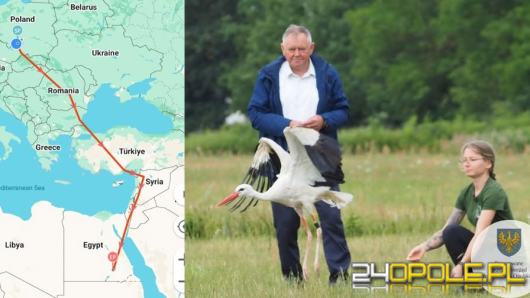 Sukces opolskiego ośrodka rehabilitacji zwierząt. Uratowany bocian dotarł do Afryki
