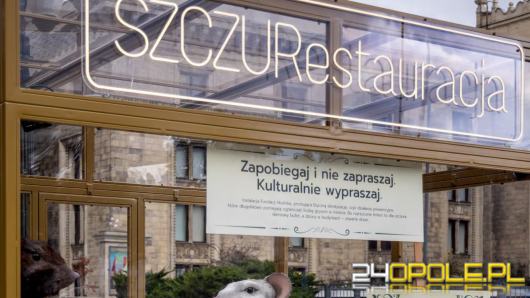 Restauracja dla szczurów pod Pałacem Kultury. Za nietypową akcją kryje się poważny problem