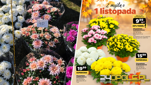 Ile wydamy na znicze i kwiaty? Porównujemy oferty przed Wszystkimi Świętymi