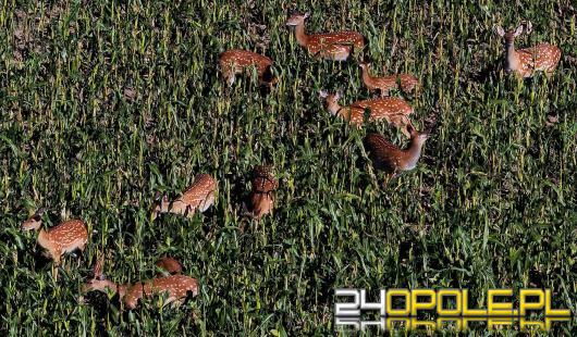 Jelenie sika z Opolszczyzny wyeliminowane. PZŁ wyjaśnia, dlaczego nie było innej opcji