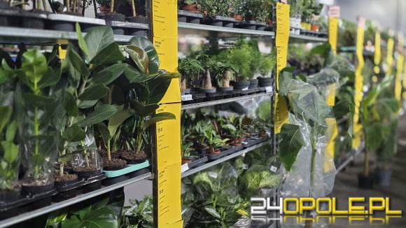 Festiwal Roślin ponownie w Opolu. Dwudniowe wydarzenie w Toyota Park