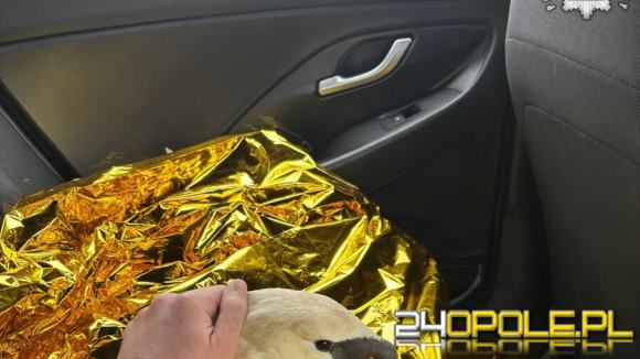 Nietypowa interwencja drogówki - łabędź uwięziony w ogrodzeniu