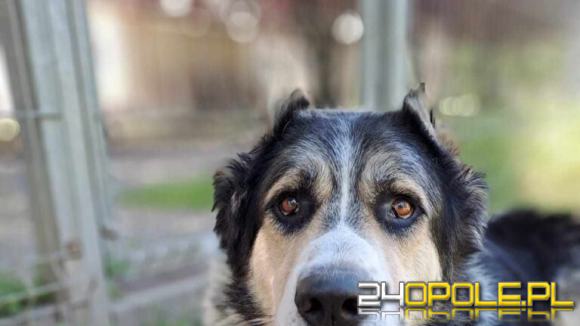 "Pomóżcie mi ocalić życie Hałka". Schronisko odpowiada na zarzuty byłej wolontariuszki