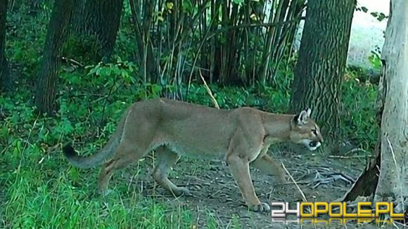 Puma na wyspie Bolko? Policja wyjaśnia zgłoszenie z okolic zoo