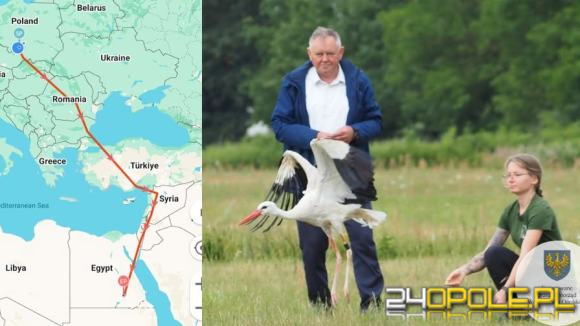 Sukces opolskiego ośrodka rehabilitacji zwierząt. Uratowany bocian dotarł do Afryki