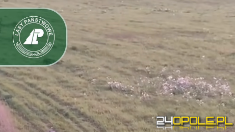 Wilki po blisko 100 latach wróciły na Opolszczyznę. Rozmowa z Jackiem Boczarem WIDEO