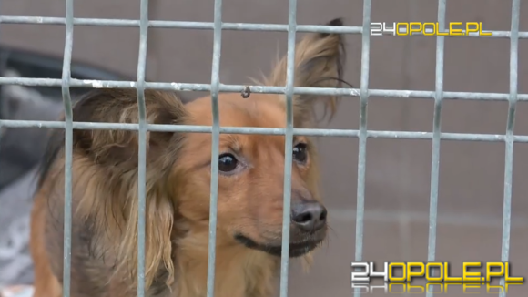 Zamiast wejść do schroniska w Opolu, przerzucił psa przez płot. Zobacz pełną relację