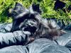 Czarny York - Black Yorkshire Terrier - mega piękne rasowe.