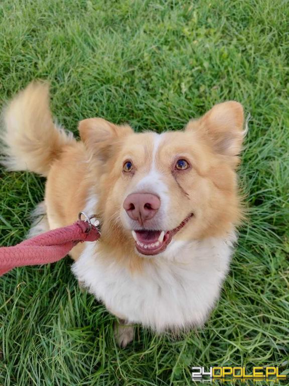 ADOPCJA! Gucio czeka na dom