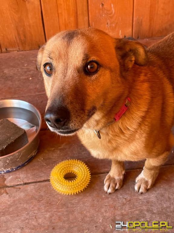 ADOPCJA! Pikuś czeka na dom