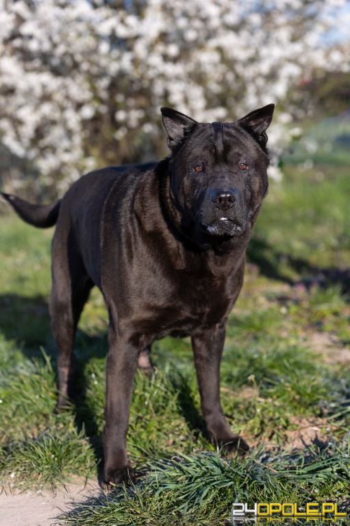 ADOPCJA! Salvado czeka na dom