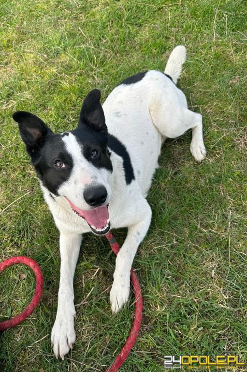 ADOPCJA! Bingo czeka na dom