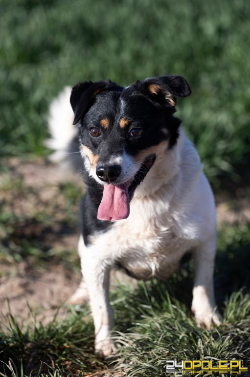ADOPCJA! Maniek czeka na dom
