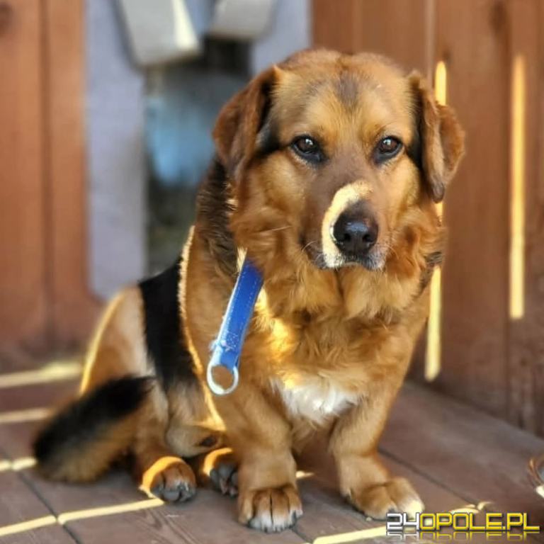 ADOPCJA! Maksio czeka na dom
