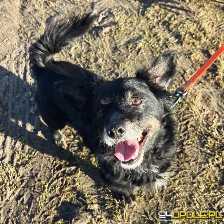 ADOPCJA! Ząbek czeka na dom
